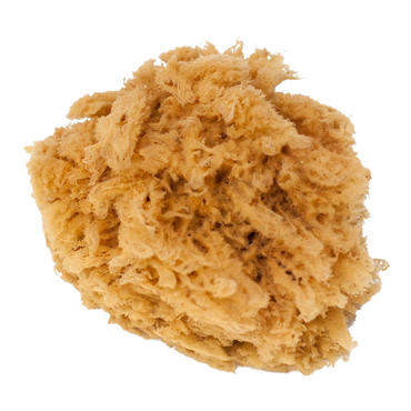 SEA SPONGE